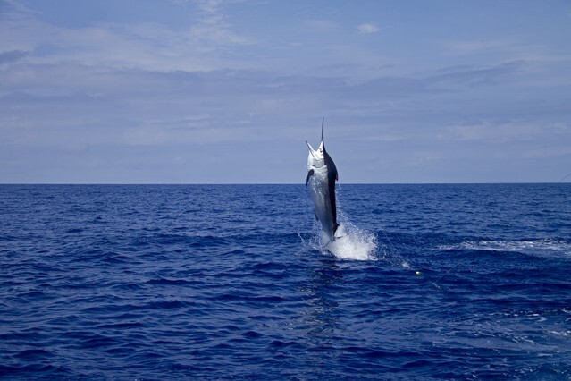 Black marlin jumping on calm ocean